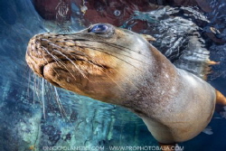 California Sea Lion coming in to wipe his nose on the camera by Nick Polanszky 